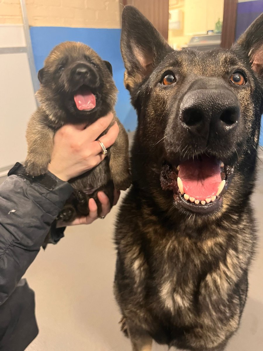 It’s tongue out Tuesday people 🥰
Dora is the proud mummy of 6 adorable puppies named  the ‘Formidable Litter’

Brood mum’s ensure the future of police dogs. Serving in a slightly different way, they still dedicate their life’s to the police service &amp; should be recognised

🐶🐾💙