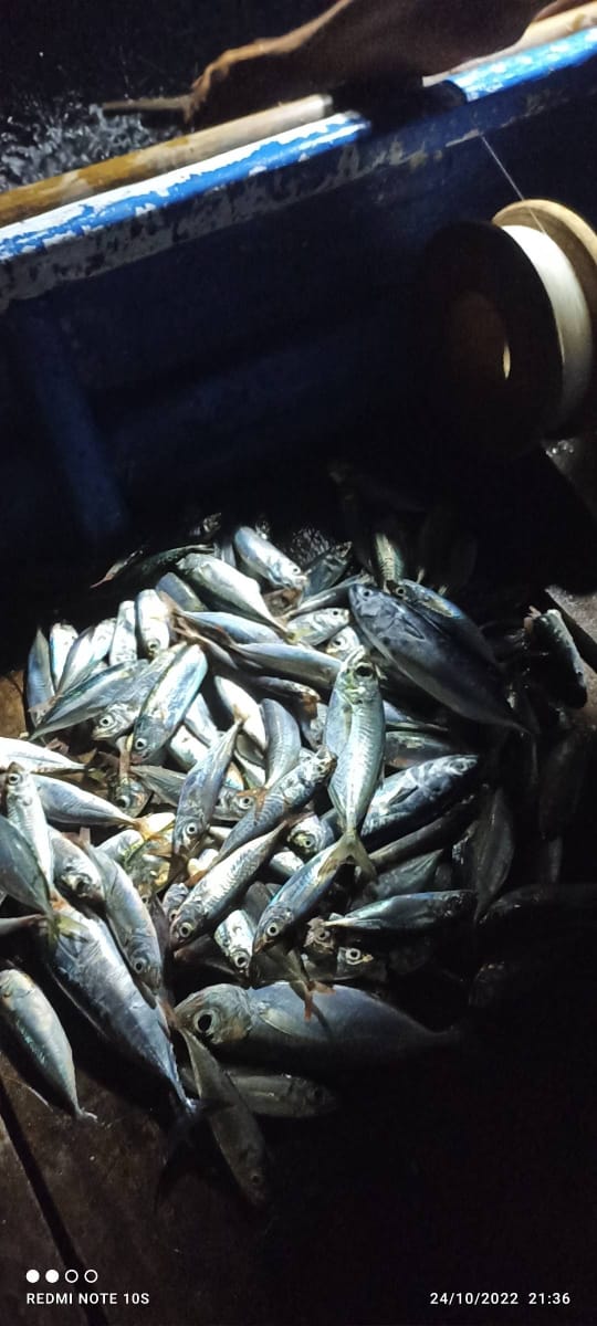 ansarullah670's tweet photo. Senin, 02/12/2024, Much Ansharullah luhkan Banggai, di KUB. Bolo Jaya Desa Balaang,melaporkan hasil tangkapan ikan pelagis dengan alat pancing ulur sebanyak 30kg, 20.000/kg
#GiatLuhkanSatminkalBitung
#BPPSDMKP
#PuslatluhKP
#BpppBitung
#Banggai
#luhlapor 
#Tangkap https://t.co/JLJexGRW3k