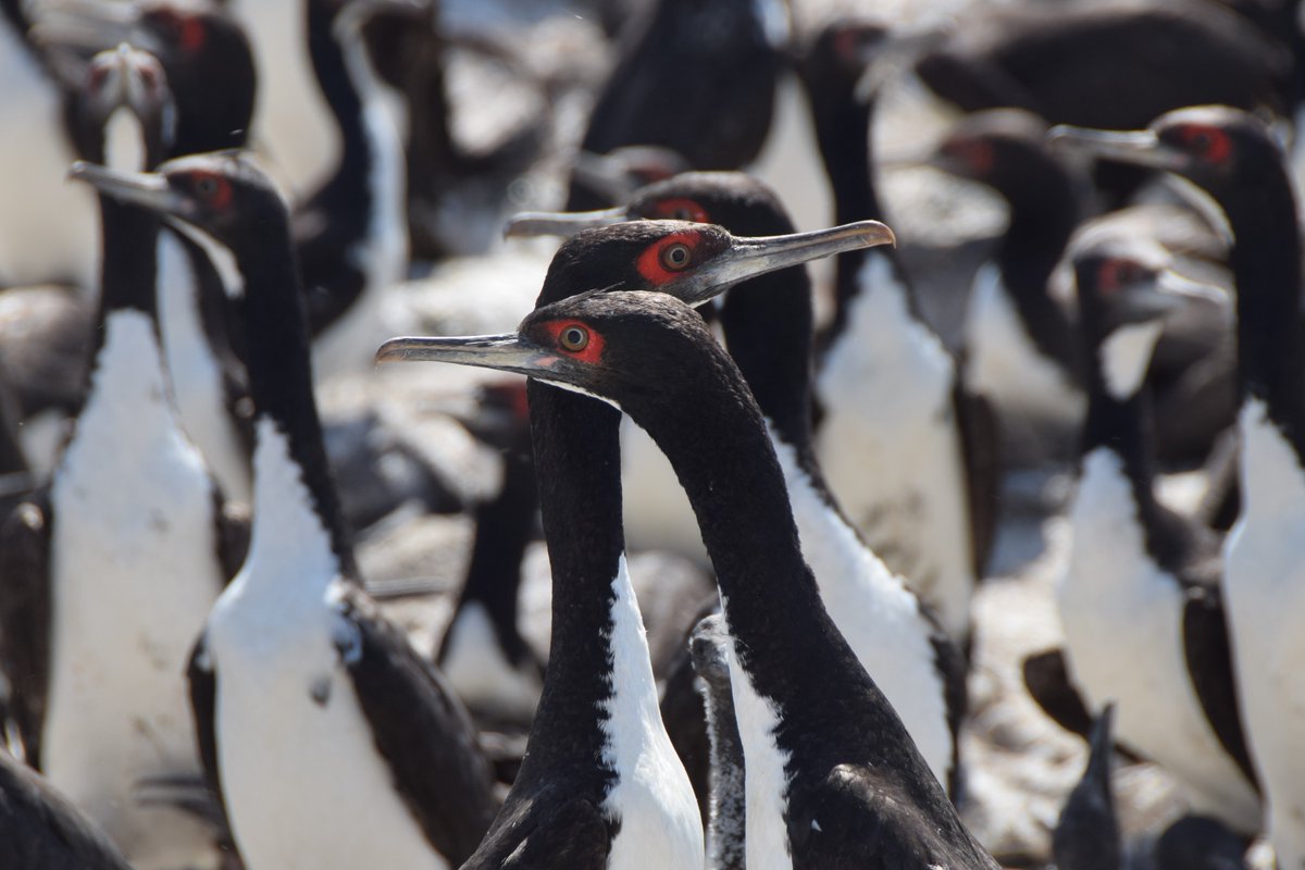 Beth Clark (@bethanyclark36) on Twitter photo 🐧 <a href="/BirdLifeMarine/">BirdLife Marine</a> needs seabird tracking data!
We're looking for Humboldt Current region data for assessing fisheries bycatch risk 🎣
seabirdtracking.org/humboldt-curre…
This project is a collaboration with <a href="/GlobalFishWatch/">Global Fishing Watch</a> funded by <a href="/NFWFnews/">National Fish and Wildlife Foundation</a> 🐧 <a href="/BirdLifeMarine/">BirdLife Marine</a> needs seabird tracking data!
We're looking for Humboldt Current region data for assessing fisheries bycatch risk 🎣
seabirdtracking.org/humboldt-curre…
This project is a collaboration with <a href="/GlobalFishWatch/">Global Fishing Watch</a> funded by <a href="/NFWFnews/">National Fish and Wildlife Foundation</a>