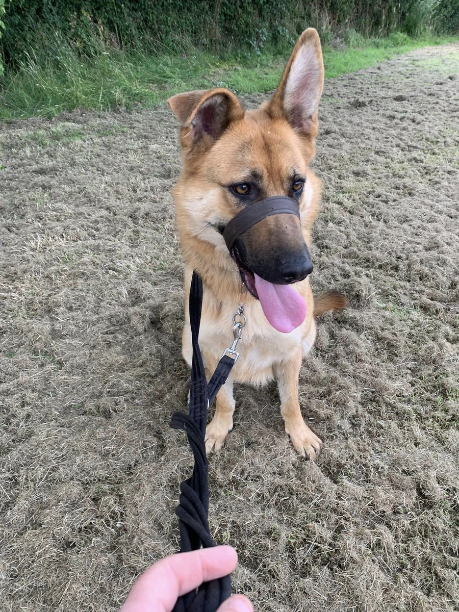 gsrescueelite's tweet photo. Luna is 3yrs old and she came to us at just a year old having had multiple homes and a litter! Luna can live with older kids but she really needs some stability please 
#dogs #germanshepherd #Essex 
https://t.co/g21AThtl3g https://t.co/GieZpXPR90