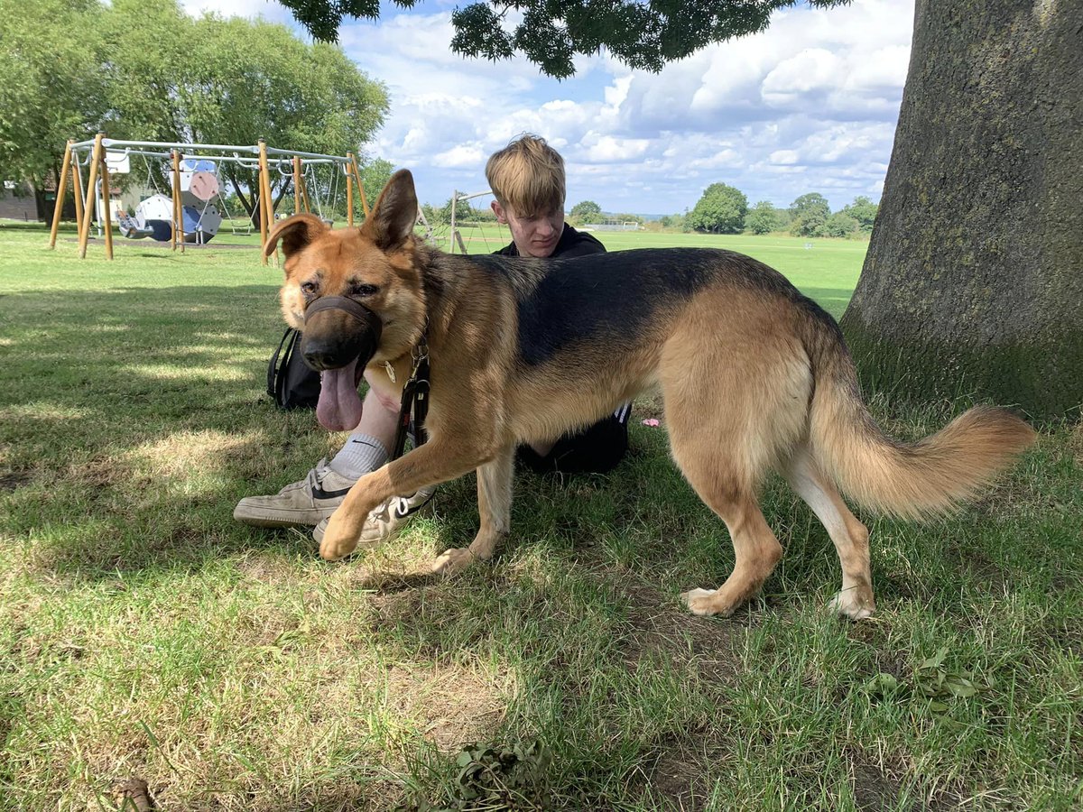 gsrescueelite's tweet photo. Luna is 3yrs old and she came to us at just a year old having had multiple homes and a litter! Luna can live with older kids but she really needs some stability please 
#dogs #germanshepherd #Essex 
https://t.co/g21AThtl3g https://t.co/GieZpXPR90