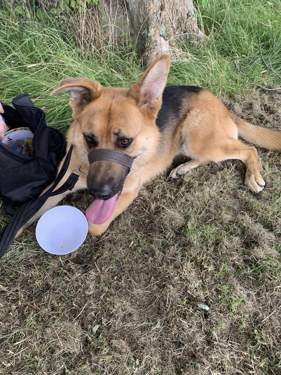 Luna is 3yrs old and she came to us at just a year old having had multiple homes and a litter! Luna can live with older kids but she really needs some stability please 
#dogs #germanshepherd #Essex 
gsrelite.co.uk/luna-13/