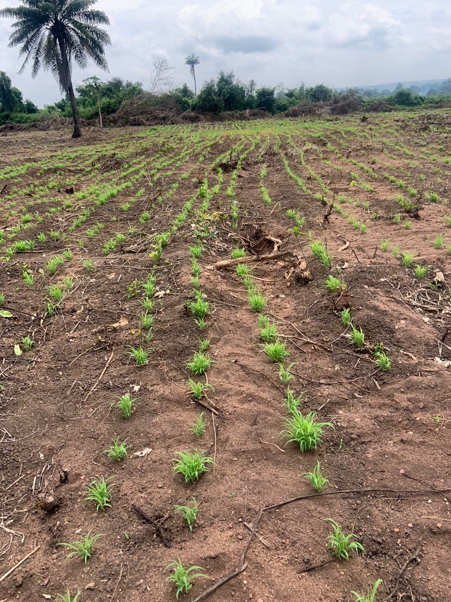 CattlePlug's tweet photo. Earlier this year, we got a call from the @iredumare and @VillageFarmsCE team, they shared their dream of having a productive ranch in SW, our team visited the location led by @caleb_olaniyan , the first image was what we met. Feed first before animals, we stared. @akinwale_cfi https://t.co/EWN1vIS2Un