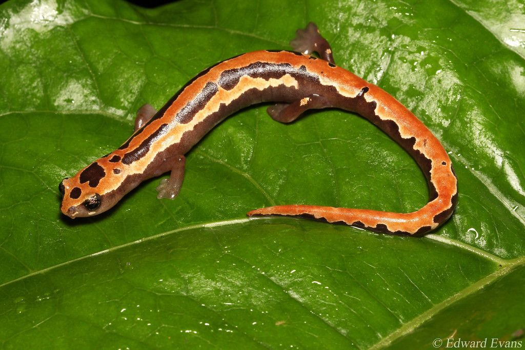 CIPRES_UCSD's tweet photo. 🌿 Biodiversity meets tech! Highlights from CIPRES (Nov 29 - Dec 5):
🦎 2 new salamander species (Costa Rica)
🌍 Insights on invasive species control
🍄 Novel fungal &amp; truffle discoveries

#Science #Biodiversity #Genomics #CIPRES 

https://t.co/4u7PmxEZNC https://t.co/FMNgq4nIkN