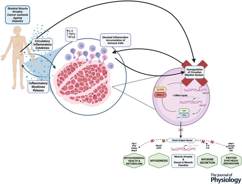Journal of Physiology (@jphysiol) on Twitter photo This #TopicalReview by Francielly Morena da Silva (<a href="/UACachexia/">UA Cachexia Lab</a>) et al. examines the interactions of circadian rhythms with inflammation-induced skeletal muscle #atrophy ⏰ 🔬
📜 Read it here: buff.ly/3D2CKOa This #TopicalReview by Francielly Morena da Silva (<a href="/UACachexia/">UA Cachexia Lab</a>) et al. examines the interactions of circadian rhythms with inflammation-induced skeletal muscle #atrophy ⏰ 🔬
📜 Read it here: buff.ly/3D2CKOa