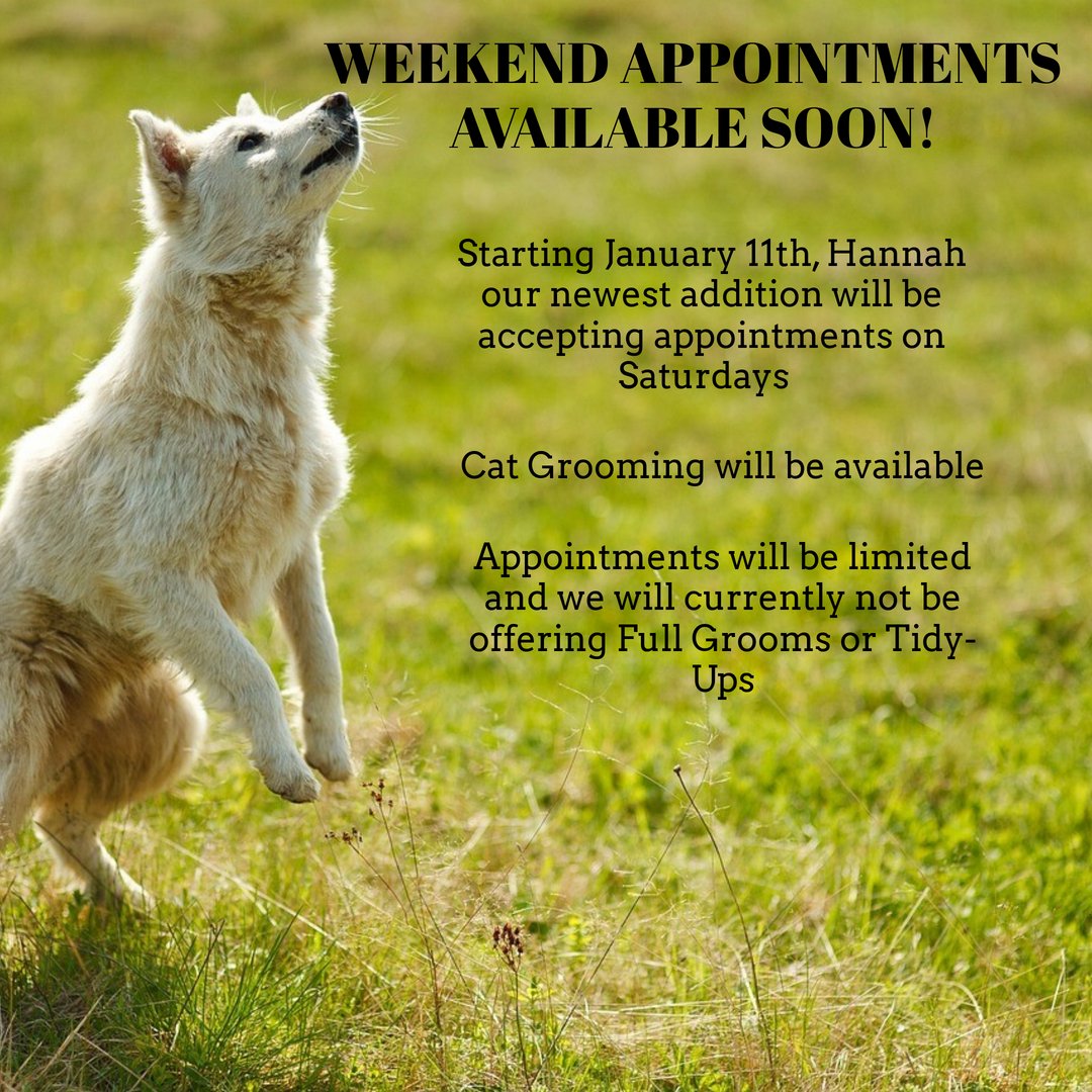 BarknBubble (@bark_n_bubble) on Twitter photo 