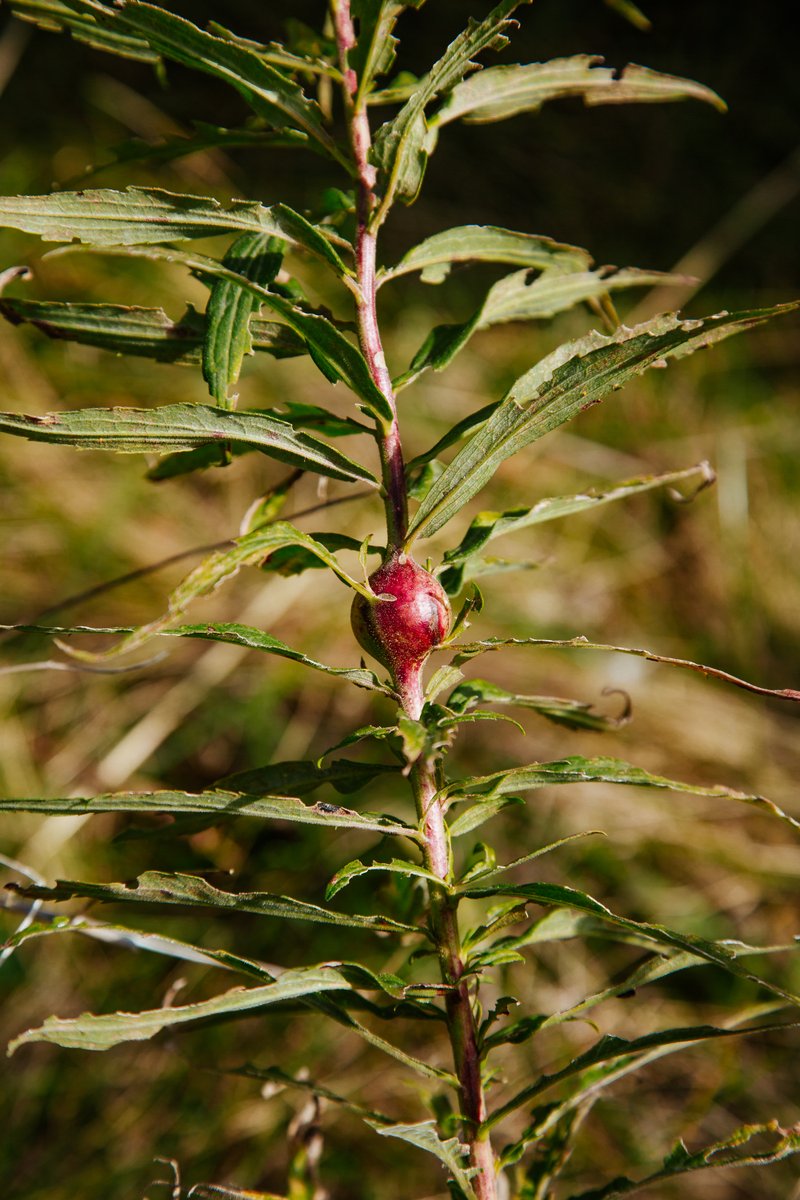 TheMeadoway tweet media