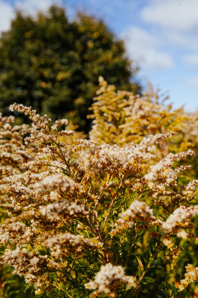 TheMeadoway tweet media