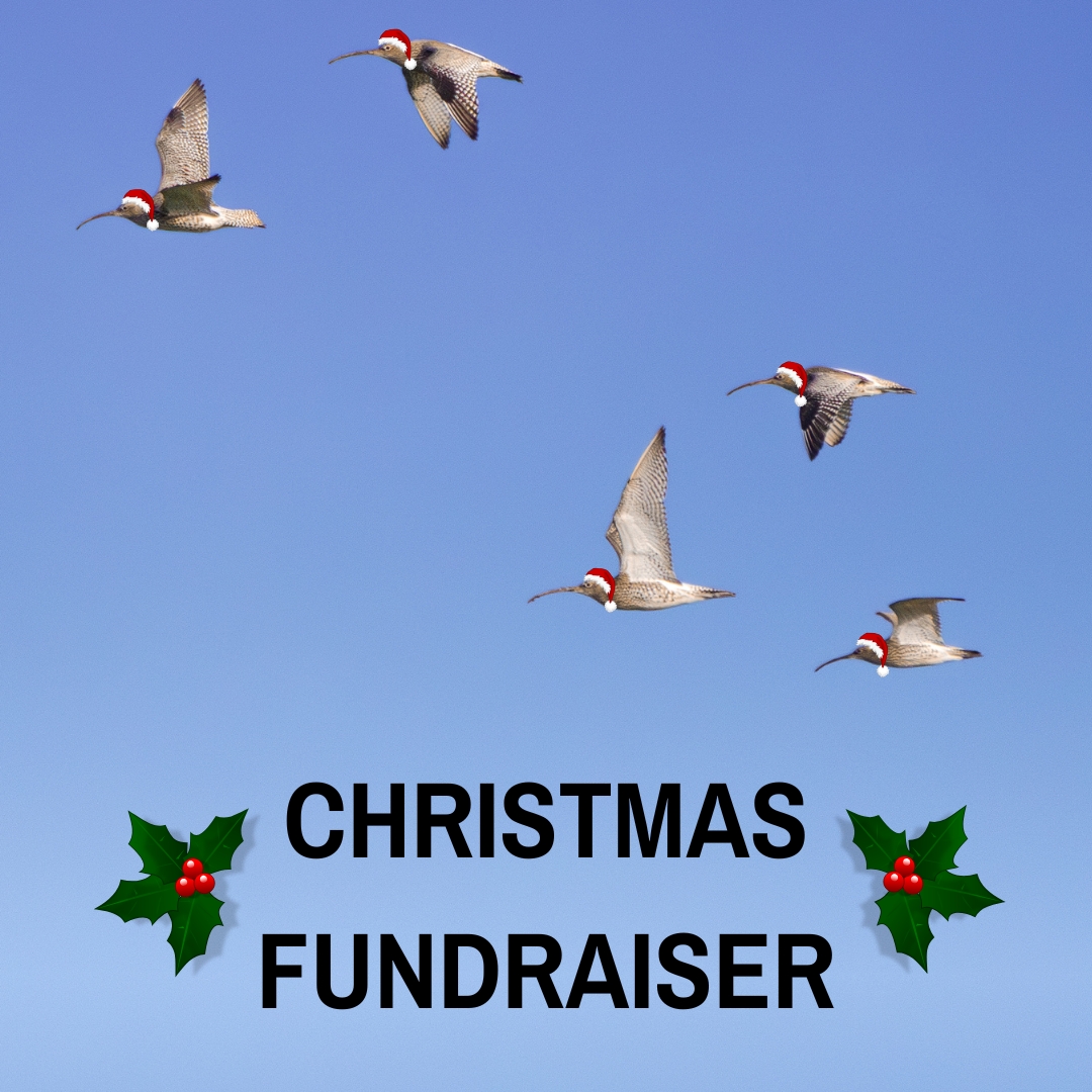 Help us bridge our funding gap!

Your donation will directly support Curlew Action's work to raise awareness of this iconic species, and to bring together people working on Curlews from across the UK and the world.

Donate here: curlewaction.org/christmas-fund…

📷 Rhys Leighton