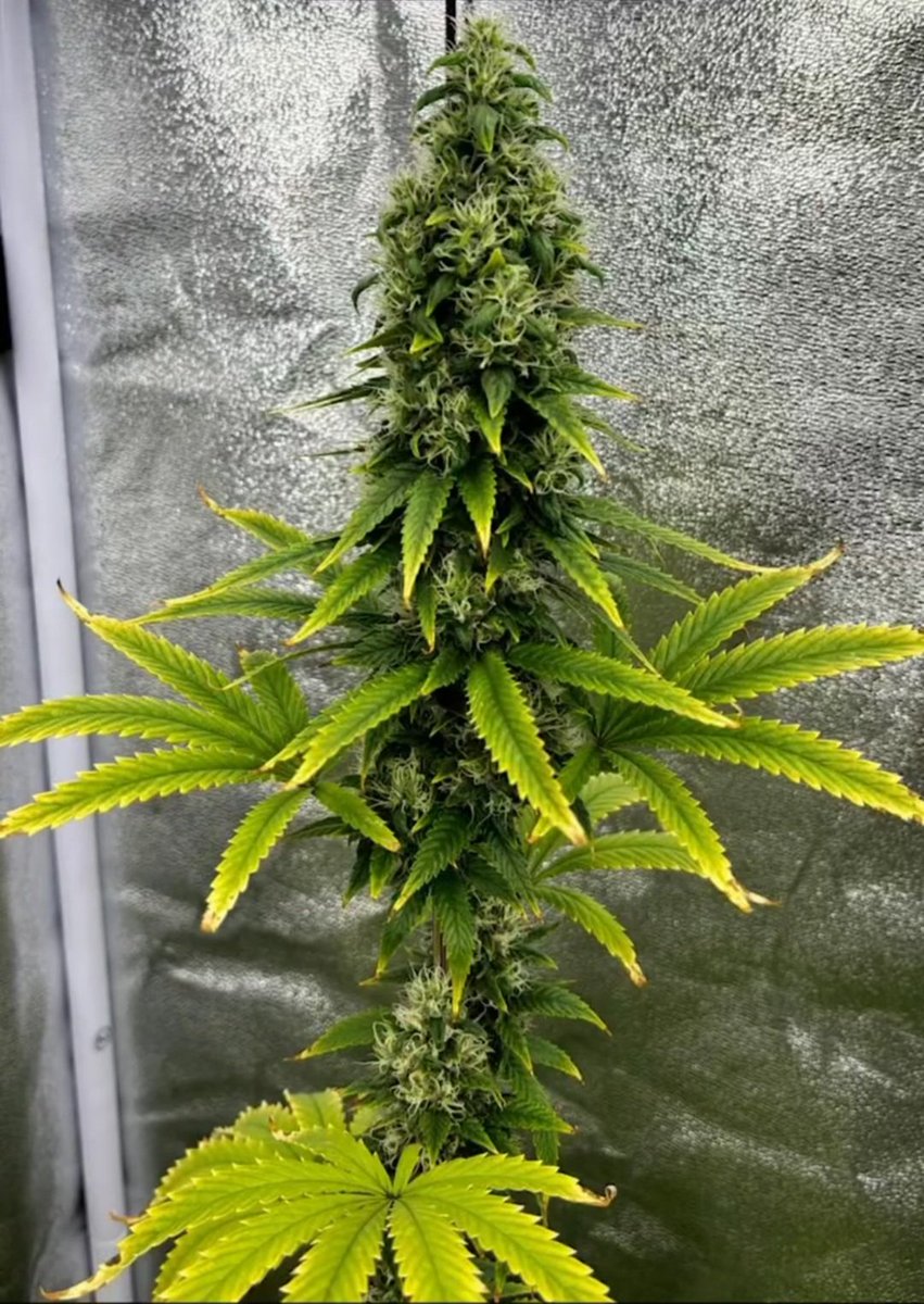 KannabiaSeeds's tweet photo. RS11 🌈 by #KannabiaSeeds 🌱 @IntKannabia @Kannabia_Samen @Kannabia_US

📷 Credits: (IG) @growbrothersadvn ¡Gracias! 😋💯🧡💚

ℹ️ #RS11 #cannabisseeds ➡️ https://t.co/sN0xwe5yz5

Fem ♀️
Pink Guava x Sunset Sherbert.
Indica dominant hybrid.
#USGenetics 🇺🇸🗽

#cannabisculture https://t.co/yZ1RhcMRTQ