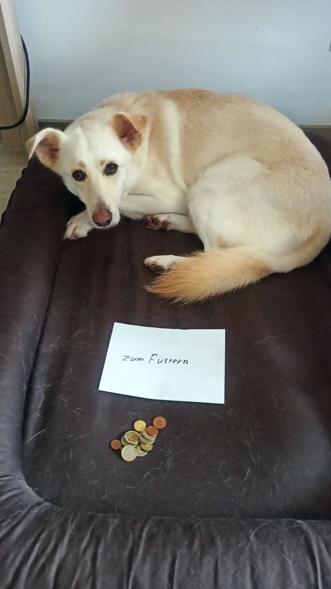 Тяжела эмигрантская жизнь собачья