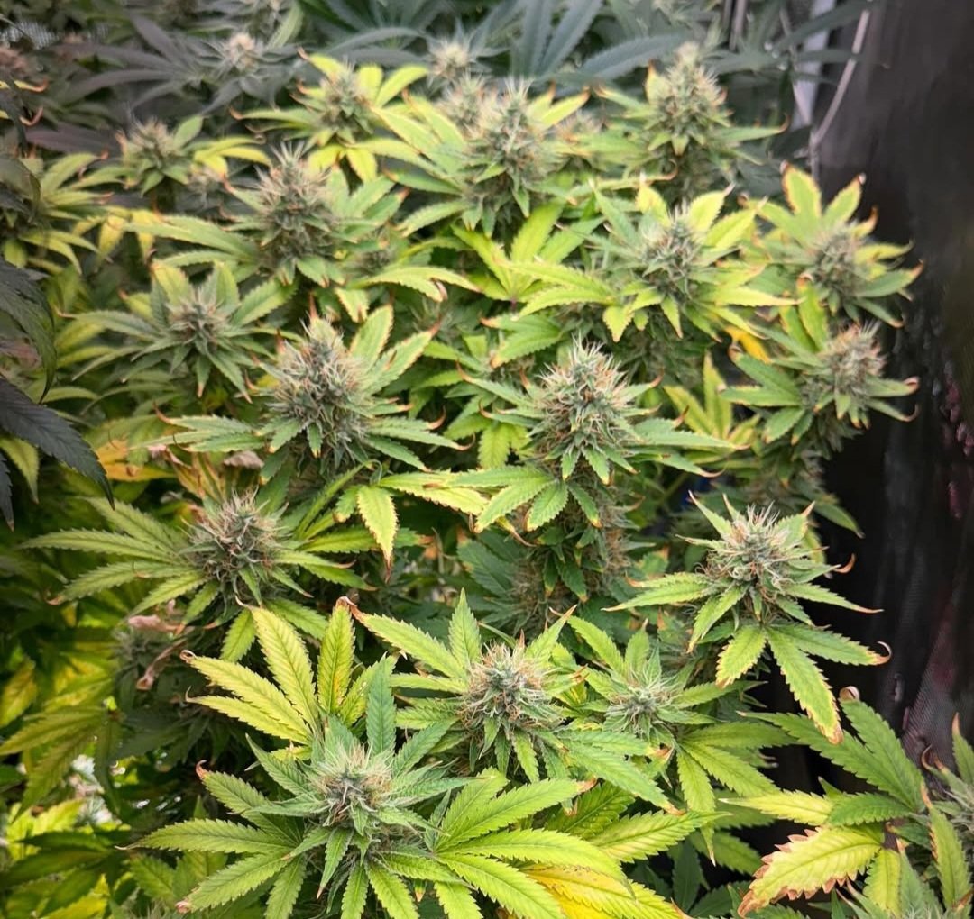 KannabiaSeeds's tweet photo. RS11 🌈 by #Kannabia 🌱 @IntKannabia @Kannabia_Samen @Kannabia_US

📷 Credits: (IG) @dogdoctorofficial ¡Gracias! 😋💯🧡💚

ℹ️ #RS11 #cannabisseeds ➡️ https://t.co/sN0xwe50Jx

Fem ♀️
Pink Guava x Sunset Sherbert.
Indica dominant hybrid.
#USGenetics 🇺🇸🗽 https://t.co/UiQ9j19b0M