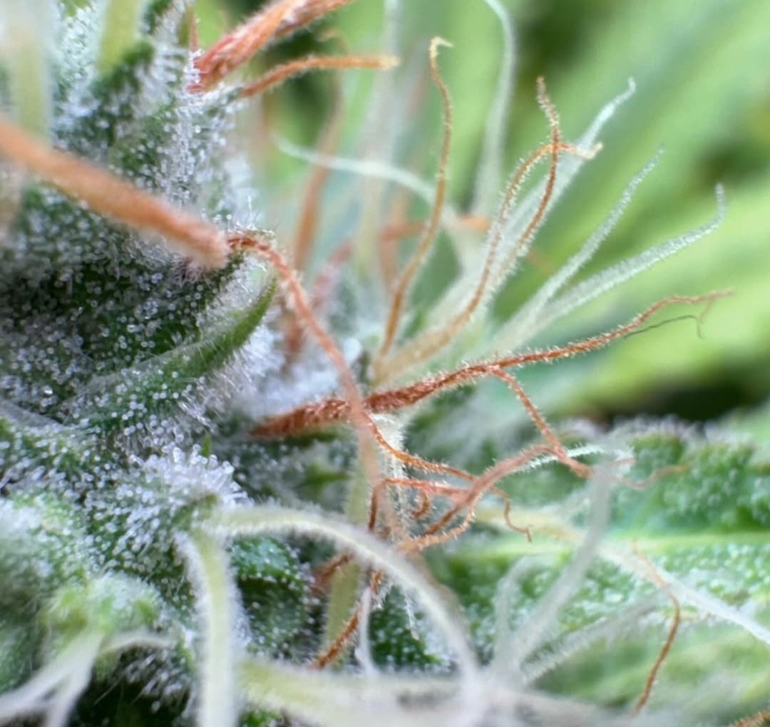 KannabiaSeeds's tweet photo. RS11 🌈 by #Kannabia 🌱 @IntKannabia @Kannabia_Samen @Kannabia_US

📷 Credits: (IG) @dogdoctorofficial ¡Gracias! 😋💯🧡💚

ℹ️ #RS11 #cannabisseeds ➡️ https://t.co/sN0xwe50Jx

Fem ♀️
Pink Guava x Sunset Sherbert.
Indica dominant hybrid.
#USGenetics 🇺🇸🗽 https://t.co/UiQ9j19b0M