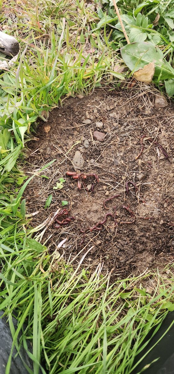 worms are amazing

I added these to our garden beds earlier this year, 20ft away. and now I can't pick something up without finding them there. makes me wonder how many of them there are now 😳

hopefully they like it enough here to stay and heal this poor soil