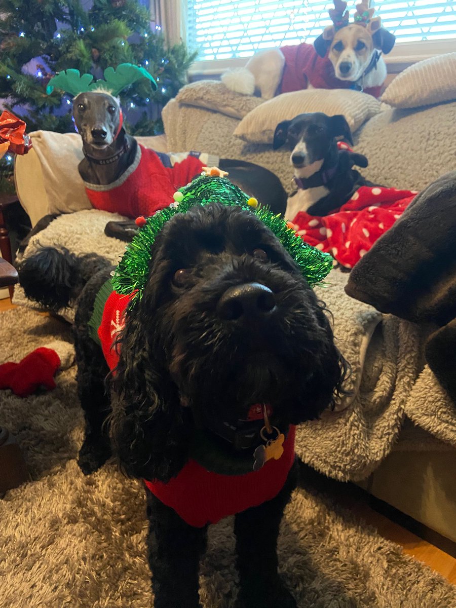 anitaapplebum13's tweet photo. Christmas came early today We had our party at nice lady Ronnie's house with our fwends Christmas jumpers presents and treats plus hoomum and dad are home What a day!
#greyhoundsofx #greyhoundsoftwitter
#Italiangreyhoundcross
#AdoptDontShop #petsbehappy https://t.co/uwkwFJZc5P