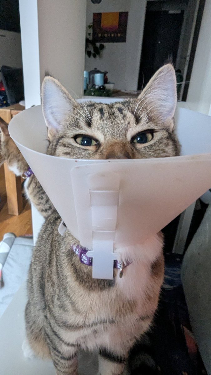 FarbenPfote's tweet photo. Er ist auch ein kleiner Clown. 
Und was für einer 🥰❤️ https://t.co/zGTd5iYf7U