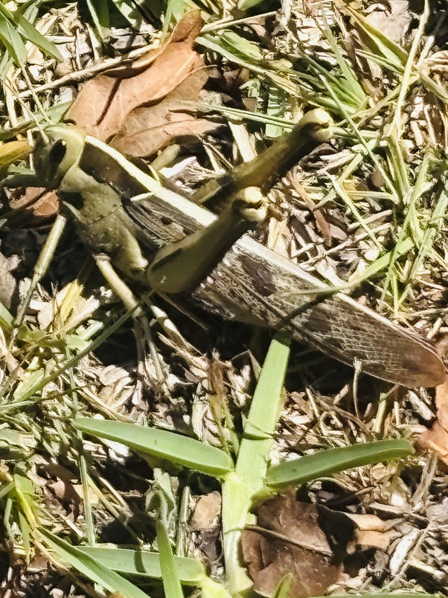 gatvolinthecity's tweet photo. #InsectTuesday locust / grasshopper https://t.co/bYcqTFk8wj