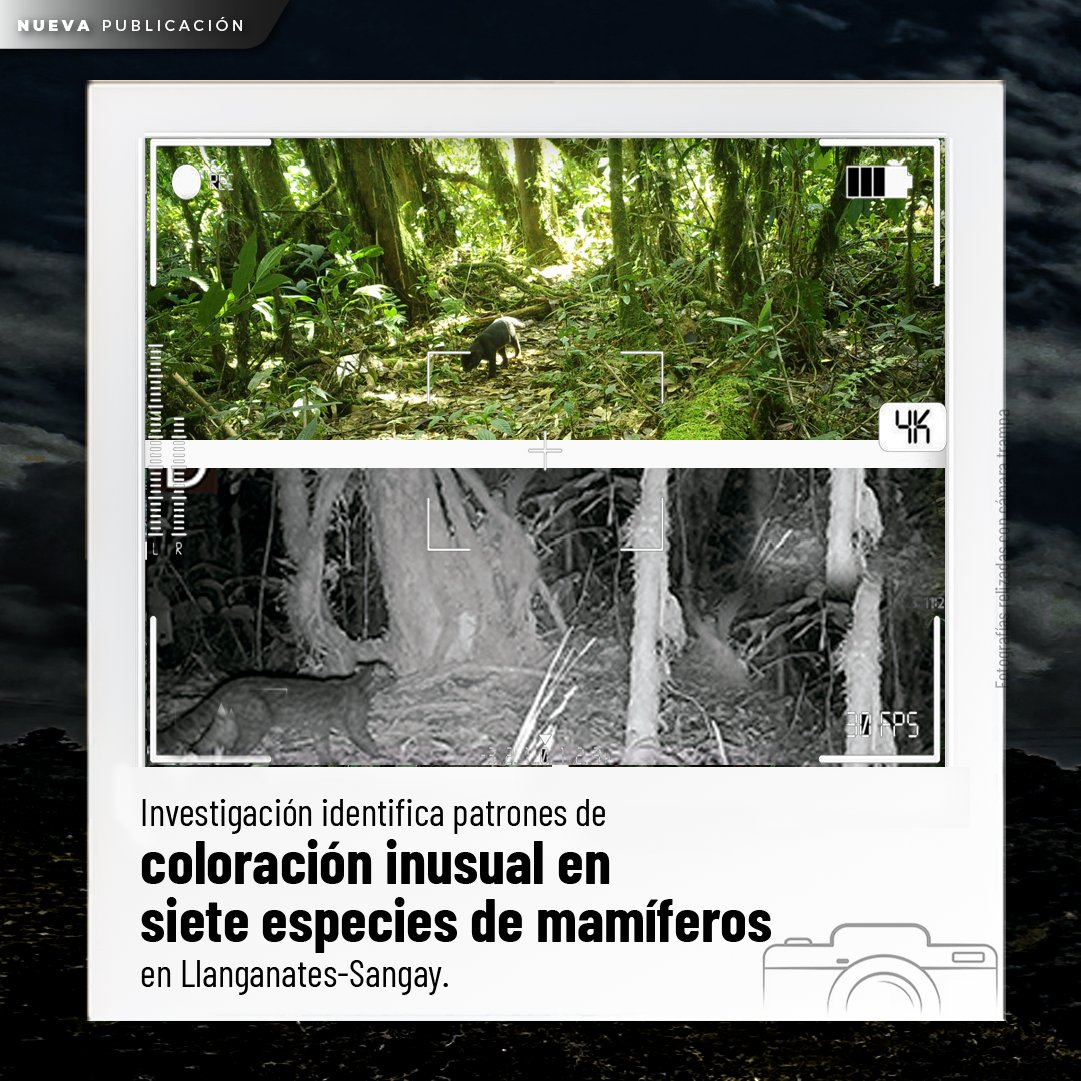 INABIO_EC's tweet photo. 🌎#NuevaPublicación | Investigadores identifican patrones de coloración inusuales como melanismo, piebaldismo, xantocromismo y encanecimiento progresivo en sietes especies de mamíferos terrestres en el Corredor de Conectividad Llanganates-Sangay. https://t.co/n3I696AxdA https://t.co/IyJmTARYXu