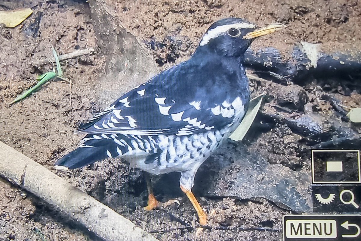 Paul Chapman tweet media