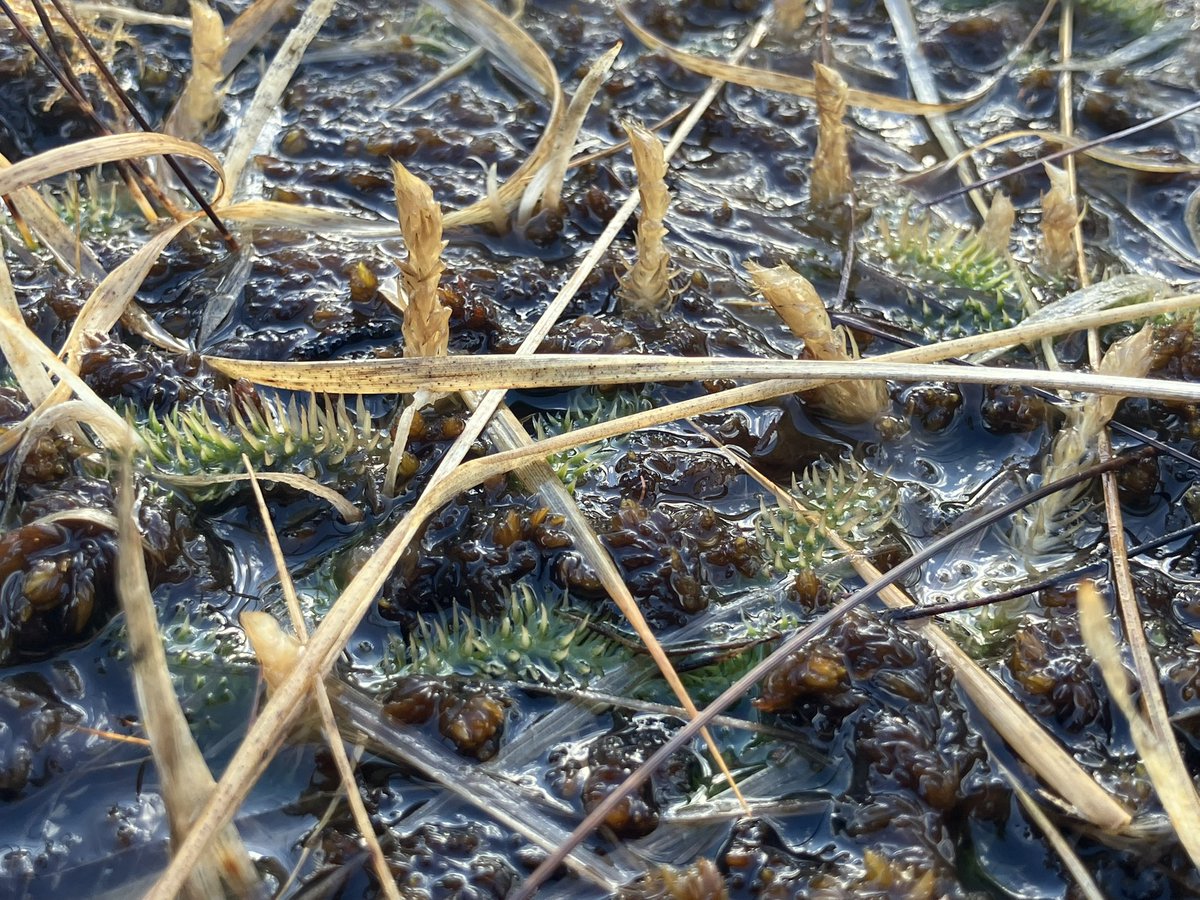 BSBICymru's tweet photo. Winter botany in Eryri, with marsh #clubmoss (Lycopodiella inundata) at one of its few sites in Wales / Botaneg gaeaf yn #Eryri, #Cnwpfwsogl y gors (Lycopodiella inundata). Mae hyn yn tyfu mewn ychydig o leoedd yng Nghymru. https://t.co/Vl9u5WXI9C