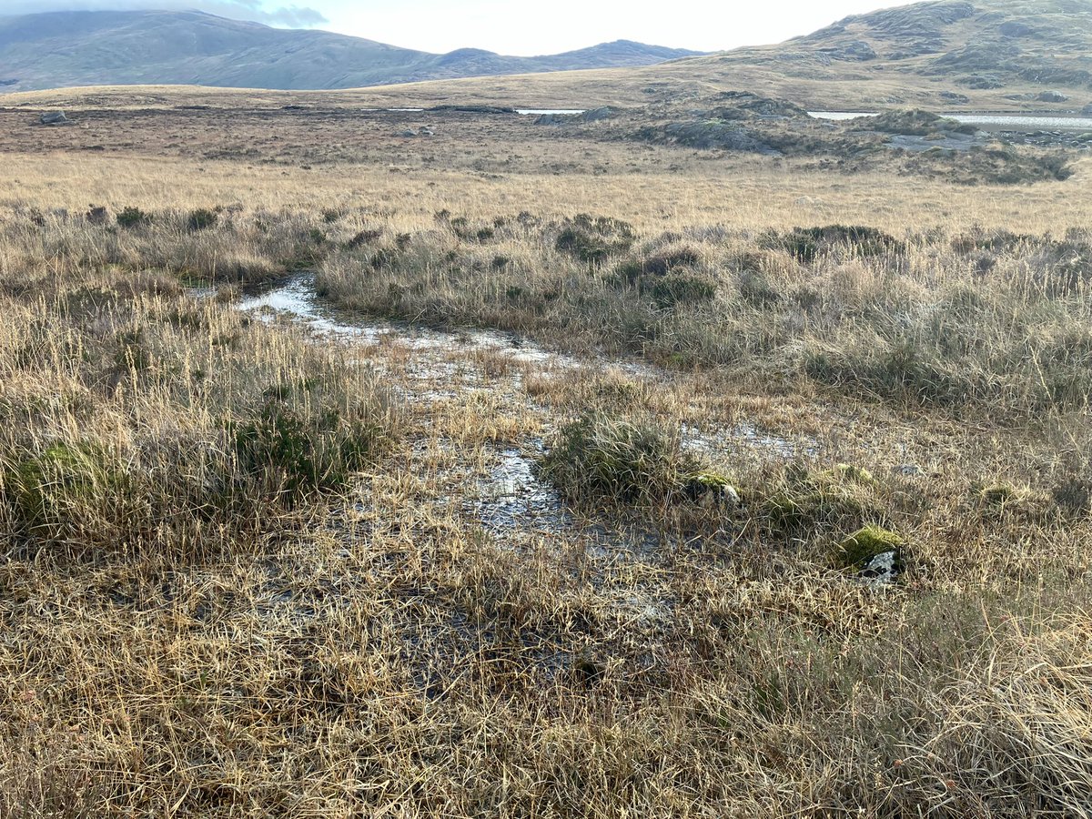 Winter botany in Eryri, with marsh #clubmoss (Lycopodiella inundata) at one of its few sites in Wales / Botaneg gaeaf yn #Eryri, #Cnwpfwsogl y gors (Lycopodiella inundata). Mae hyn yn tyfu mewn ychydig o leoedd yng Nghymru.