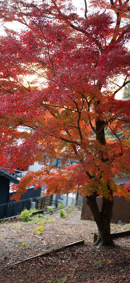 Rebrith_Bee's tweet photo. “The fleeting moments of wonder, the unforgettable sights along by the journey at Kyoto &amp; Nara. https://t.co/zeSkjQisF5