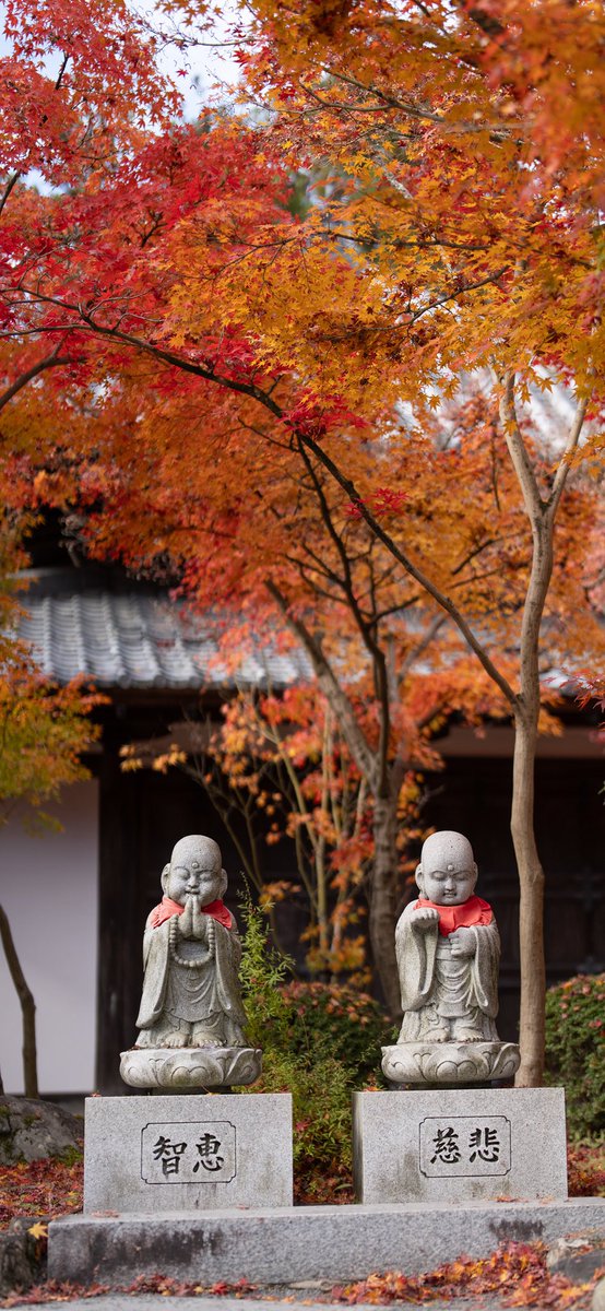 Rebrith_Bee's tweet photo. “The fleeting moments of wonder, the unforgettable sights along by the journey at Kyoto &amp; Nara. https://t.co/zeSkjQisF5