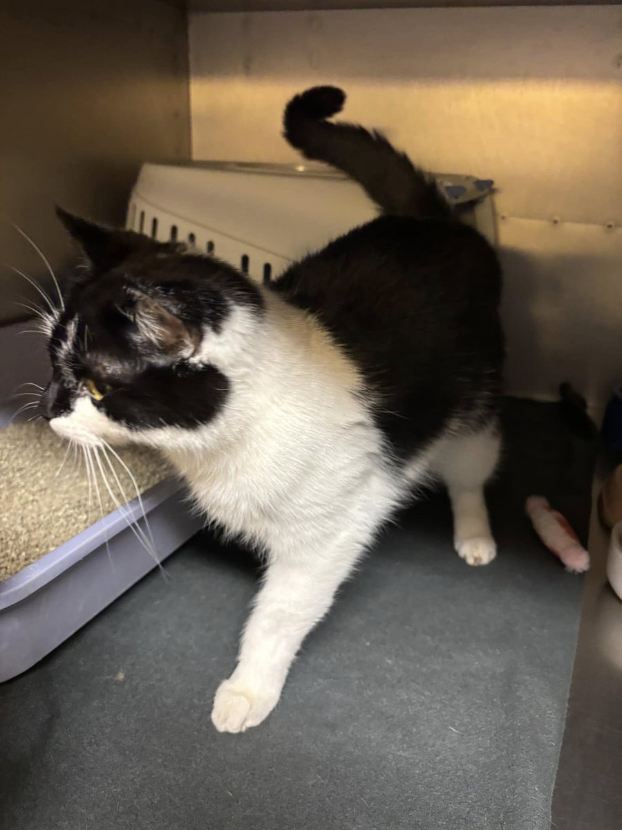 TH Plauen
Fundtier, bitte teilen!
Diese weibliche Katze saß am 07.12.24 bei im Fundtierzwinger.
Sie ist meistens freundlich und nicht gechippt.
Wer kennt oder vermisst das Tier?
+49 3741 431349
tierheim-plauen@t-online.de