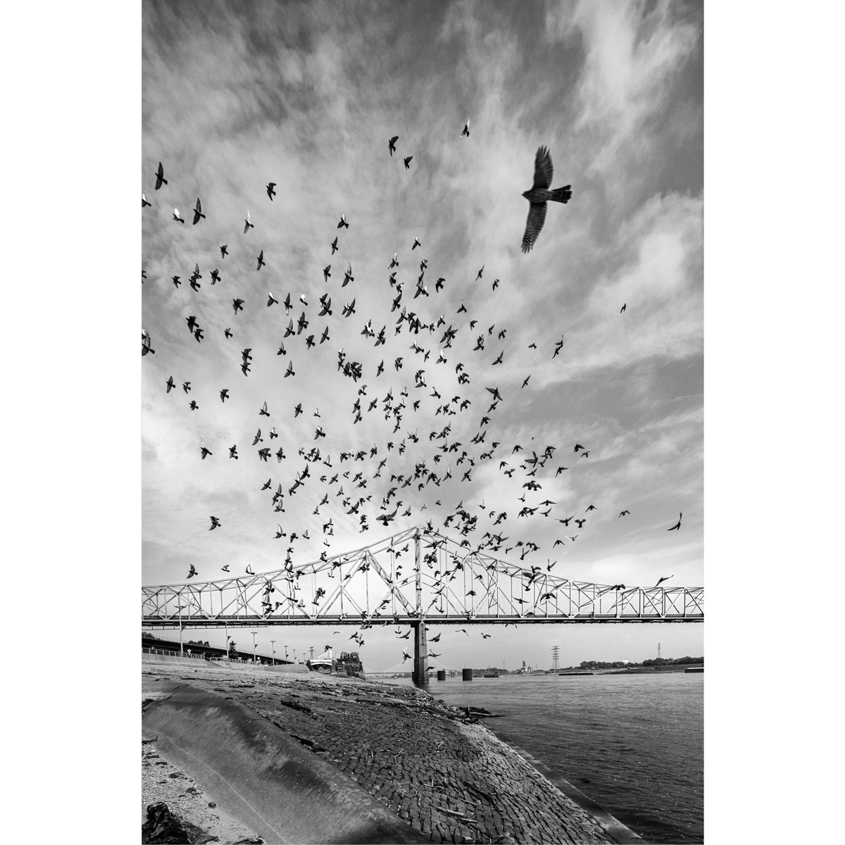matmarcinkowski's tweet photo. The Hawk of Laclede's Landing. Prints available. https://t.co/e1lCiVQ3EE Contact for info. #artforsale #interiordesign #homedecor #stlinteriordesigner #stlinteriordesign #stlinteriors #stlartist #streetphotography #stlouis #stlouismo #stl #lacledeslanding #mlkbridge https://t.co/XbCdVUOJzK