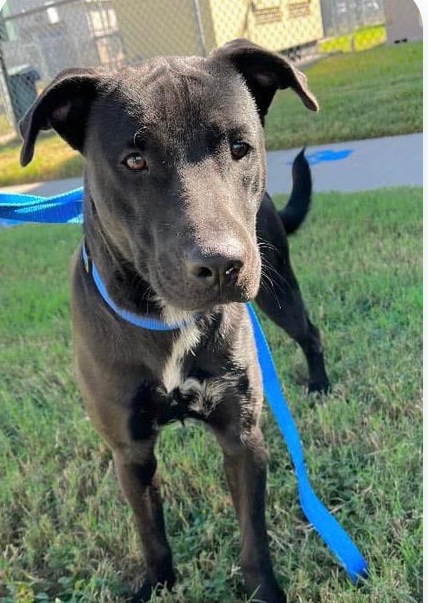 OlwynHope's tweet photo. JACKSON #A374064 a healthy 2yo TBK #CorpusChristi Tx 12/16/24 Jackson is clever he can open gates (wants to escape) the hell he will face plz #PEDGE #RESCUE #FOSTER or #ADOPT Jackson plays better with just one of the shelter dogs ! His feeling anxious at the kill shelter! 👇 https://t.co/GTAw4P57ib