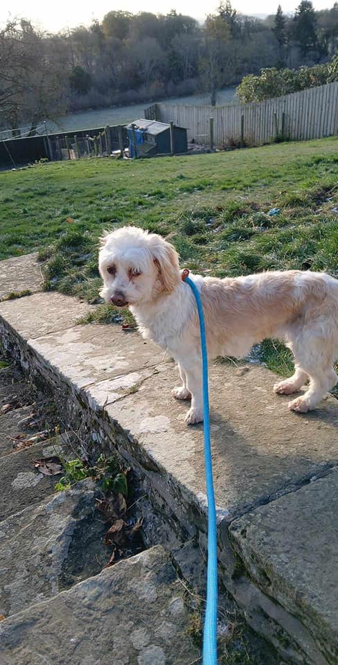 Alma is in foster in #Melrose, #Scotland. 
Alma is 7 years old and staying with her lovely foster who says...
"Alma is currently  living with 5 other dogs. Apart from a grumble if she is settled and going to sleep there haven't been and problems at all
finalstoprescue.co.uk/contact-us/