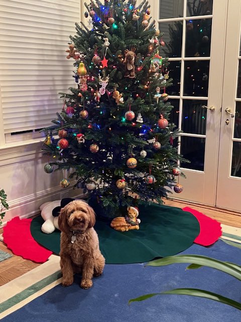 jlajoanne's tweet photo. Amie loves and loves to be loved and brightens each day for all who know her, especially me.
Happy Holidays! β¨ππΎ
#holidayseason #christmastree #miniaussiedoodle #christmastime Watch: https://t.co/98hxofMmVg https://t.co/bi8B2RlUYI