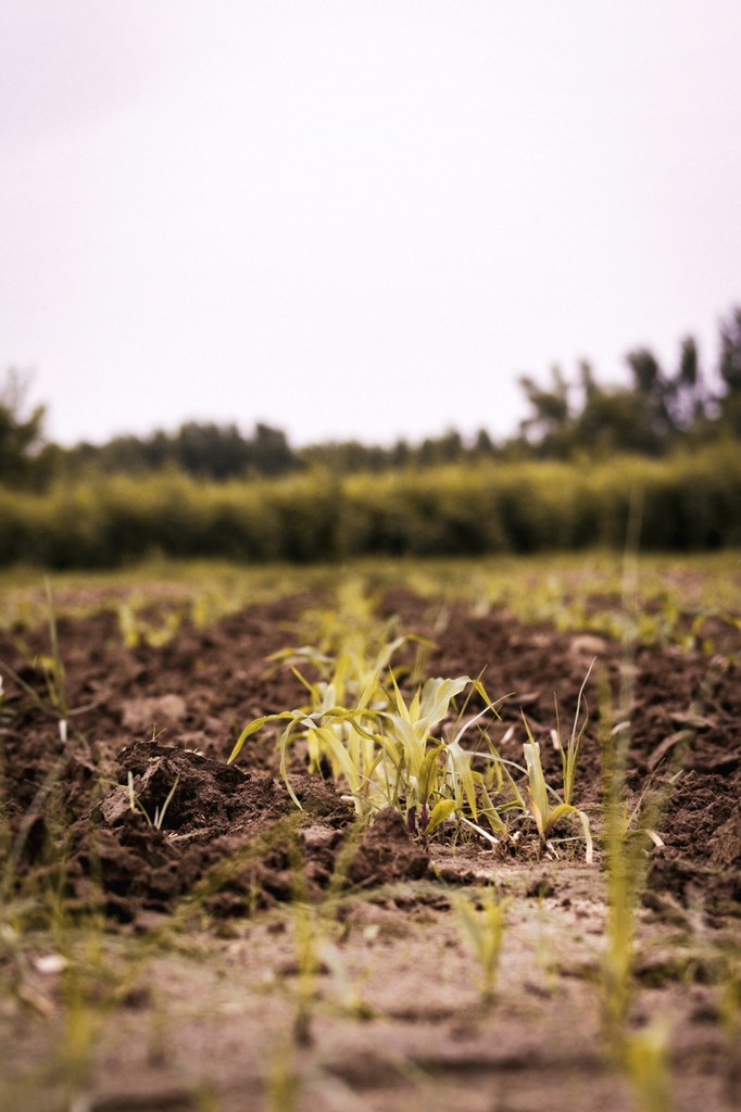 PAOrganic's tweet photo. 🚨 Organic Ag Event Alert - Join Organic Farmers Association @ofa.in on Thursday, December 12th [3pm ET / 2pm CT / 1pm MT / 12pm PT] for the final workshop of the OFA’s Soil &amp; Soul workshop series. 
Sign up now and meet your facilitator: https://t.co/MLj8stapOx https://t.co/crrkWlt1Tu