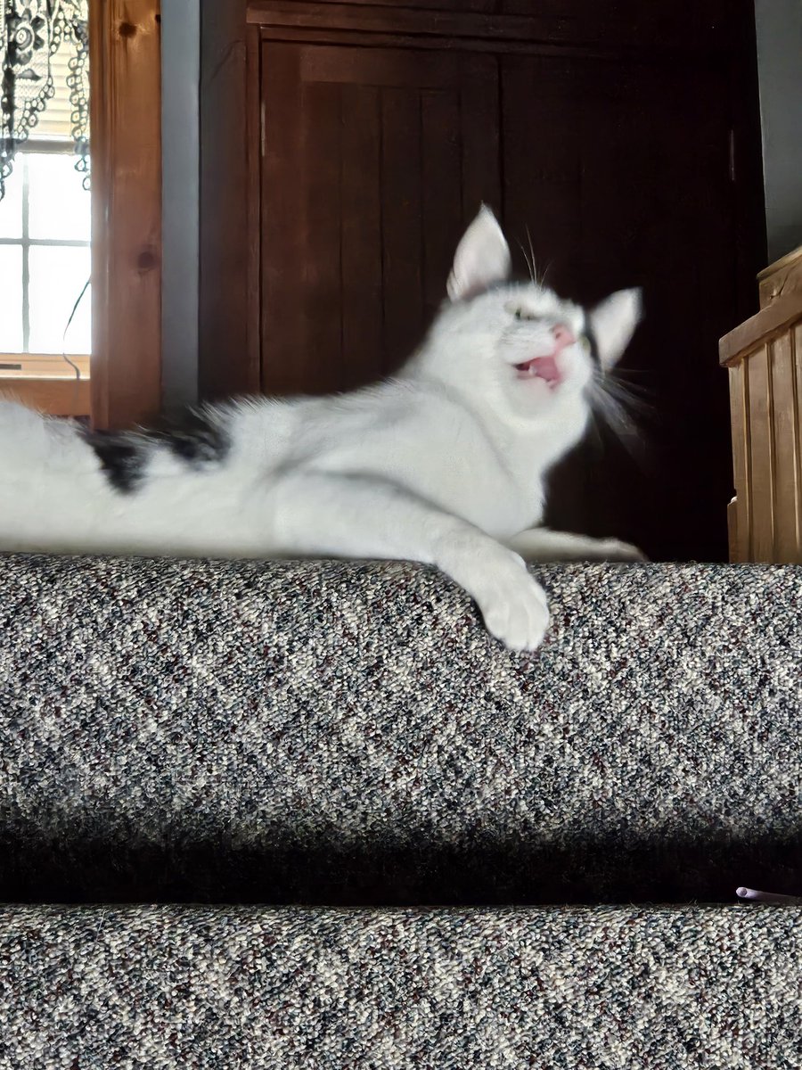 Hope mew have a purrfect #TeethOutTuesday! I've already had a #TunaTuesday, too! Hope your day is purrfect! #cowcat #CatsOfTwitterX #AdoptDontShop #StaySafeFurrends