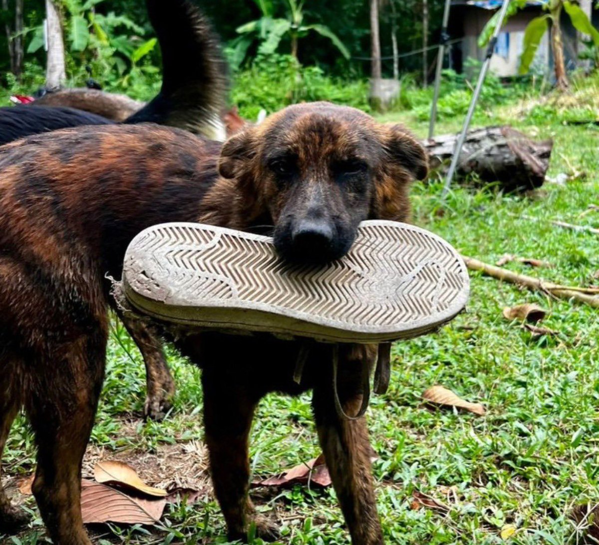 Niall Harbison (@niallharbison) on Twitter photo Snickers is the Thai street dog who brought me a gift every single day when I fed her. 
Today was a very special day for her as we were giving her the news that every single dog in the world deserves. 
Nobody deserves it more… (1/8) Snickers is the Thai street dog who brought me a gift every single day when I fed her. 
Today was a very special day for her as we were giving her the news that every single dog in the world deserves. 
Nobody deserves it more… (1/8)