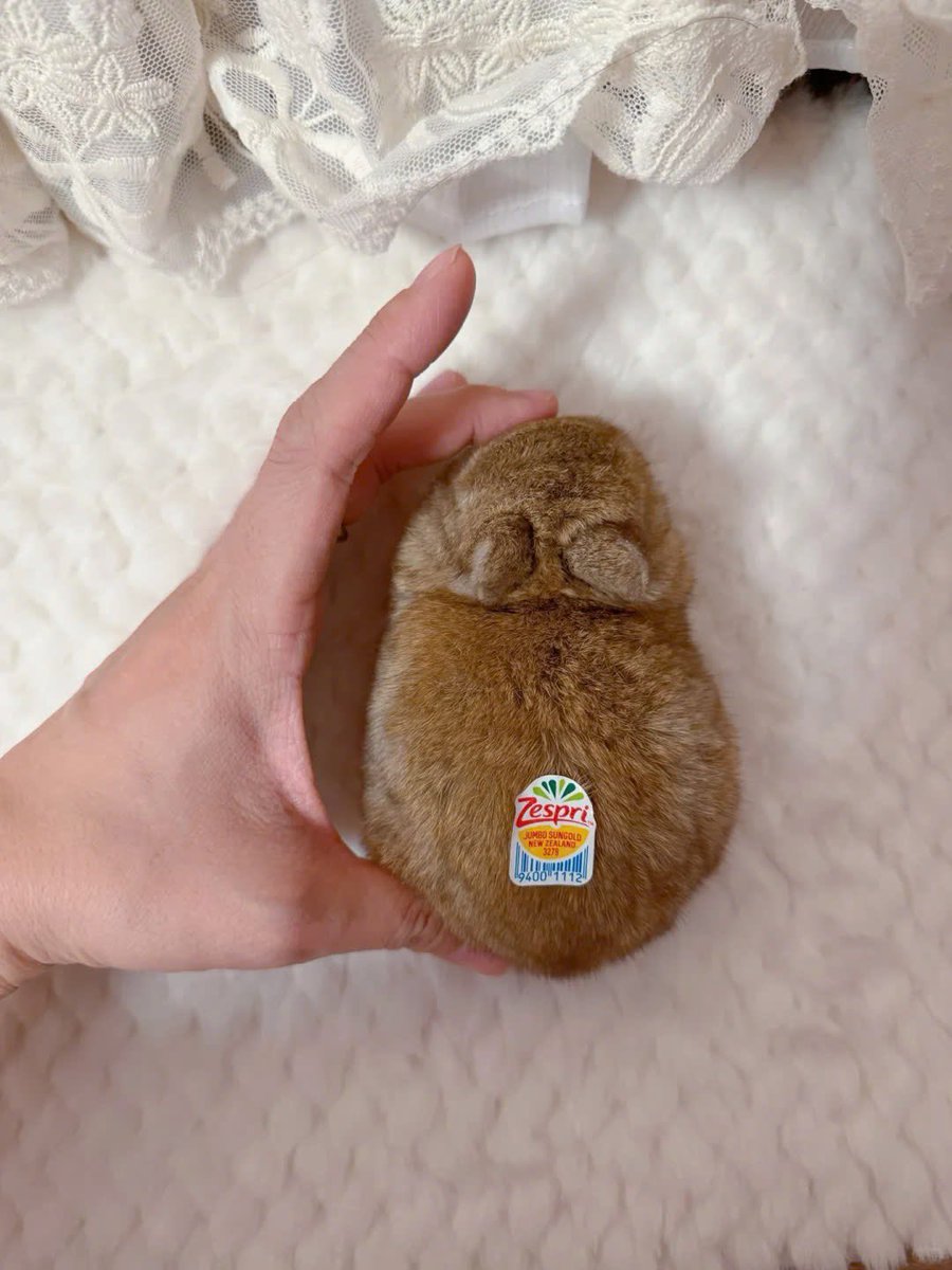 Why you should have a rabbit (@shouldhaverabit) on Twitter photo 