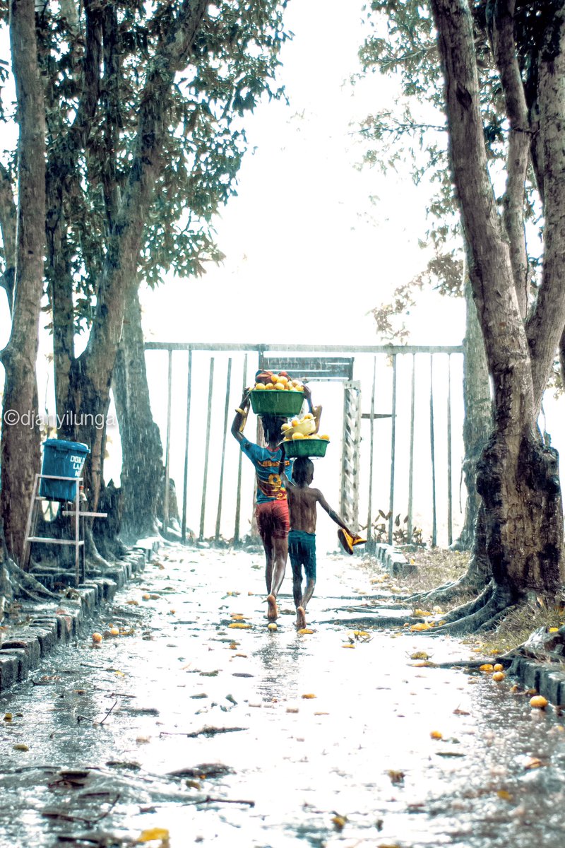 GomaFleva's tweet photo. 🔵 #RDC : Une pluie des mangues se produit de temps en temps à #Kimpese dans le territoire de Songologo non loin des cascades de #Vampa au Kongo-central en République Démocratique du #Congo . https://t.co/PVE8y8GDar