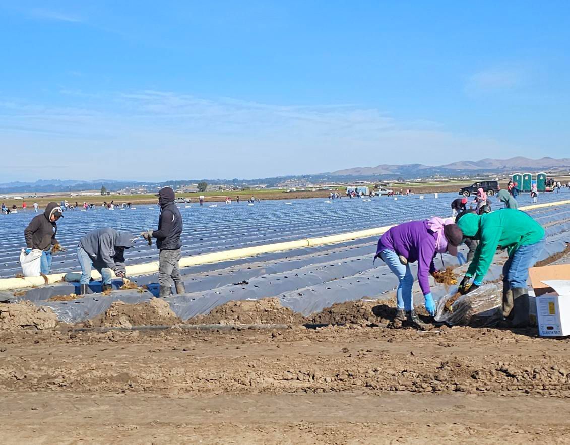 UFWupdates's tweet image. These Salinas area workers are planting next season&apos;s strawberry plants. They work in groups of three. One worker takes the plants out and puts it by the hole and the other two workers carefully burry the young plant so that the roots are buried at the correct level. #WeFeedYou