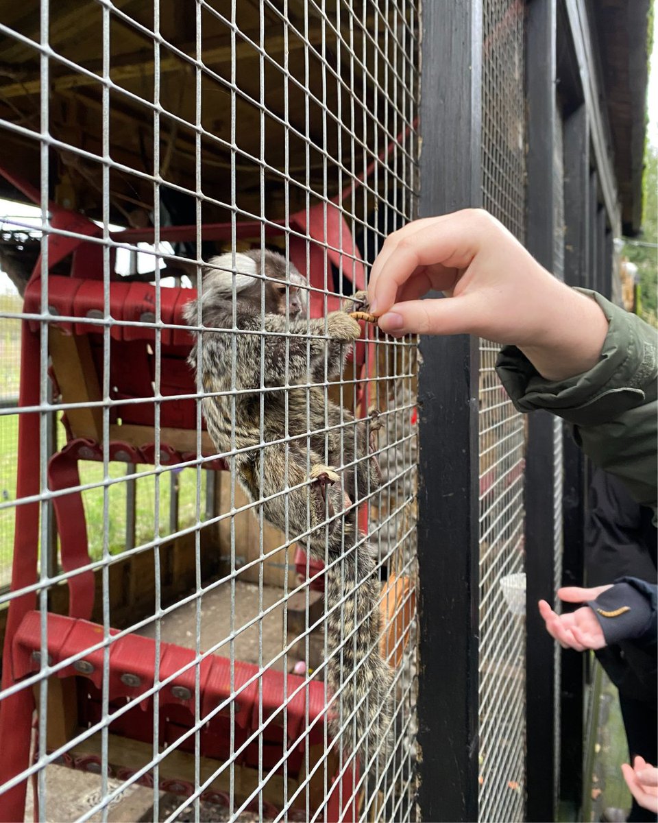 The Bedford College Group (@tbcg_official) on Twitter photo Today, we had the pleasure of welcoming <a href="/KingsthorpeCo/">Kingsthorpe College</a> to Shuttleworth's Zoological Education Centre!
The students explored the ZEC, enjoyed meet-and-greets with some of our incredible residents, and even brought along enrichment creations they designed for the animals.
#TBCG Today, we had the pleasure of welcoming <a href="/KingsthorpeCo/">Kingsthorpe College</a> to Shuttleworth's Zoological Education Centre!
The students explored the ZEC, enjoyed meet-and-greets with some of our incredible residents, and even brought along enrichment creations they designed for the animals.
#TBCG