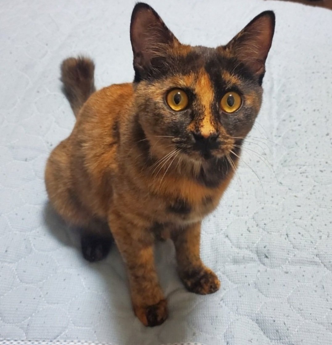 ふがしちゃん🐱サビ猫 tweet media