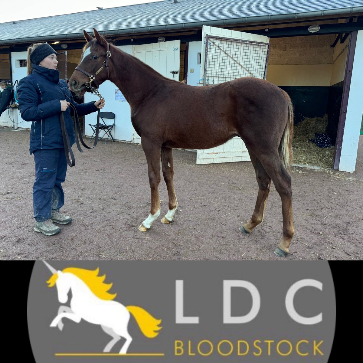 Day 3 <a href="/InfoArqana/">ARQANA</a> 

Racy <a href="/AlShaqabRacing/">Al Shaqab Racing</a> ARMOR colt

Thanks 🙏 to our clients.