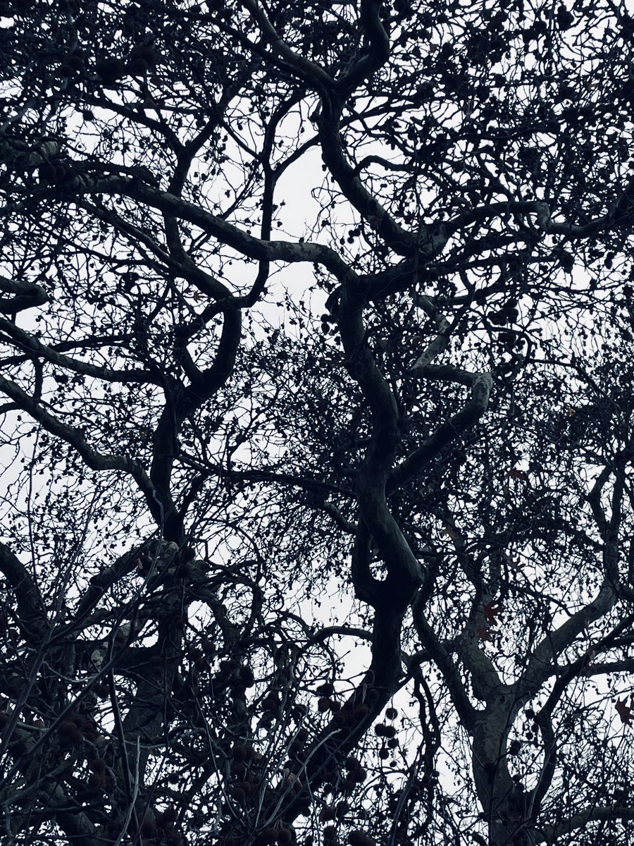 Art Branches tweet media