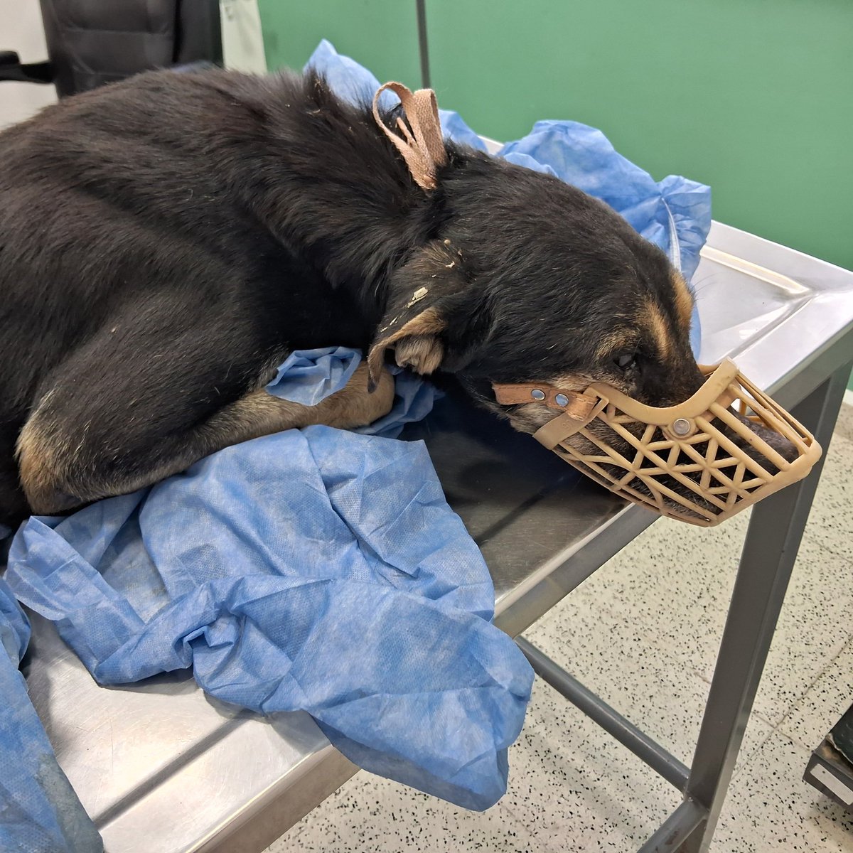 DEBEMOS 400MIL DE VETERINARIA 
Su estado es delicado pero tiene posibilidad de recuperarse, para eso es necesario que siga en la veterinaria 
Esta internado en Clínica Veterinaria Parque 

  📍 ALIAS DE MERCADO PAGO: OMFAmoreno

📍PAYPAL: 👇
paypal.me/OrgMiFielAmigo…