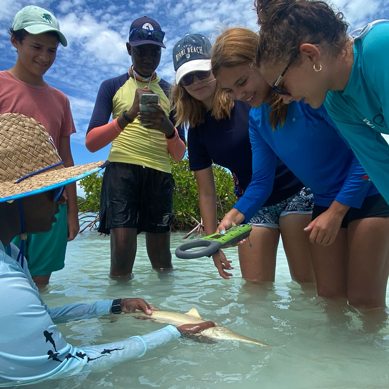 saveourseas's tweet photo. From mangrove roots to family trees, @BiminiSharkGirl from @Sharks4Kids is using fin clips to uncover the genetic relatability of juvenile lemon sharks, &amp; tagging them to track growth, &amp; migrations. More on the project's community engagement below. 

https://t.co/OmiImBMD9J https://t.co/AVL8gQnFhr