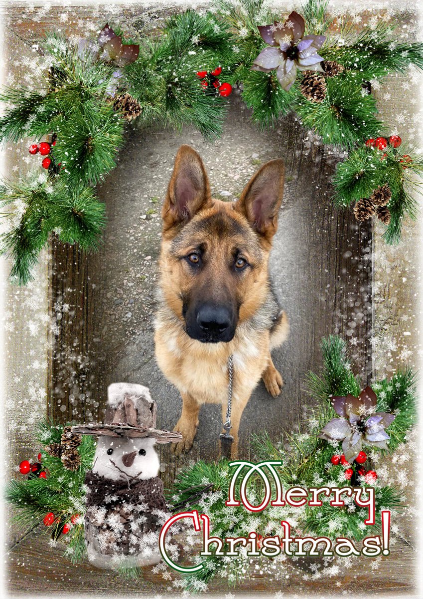 German Shepherd Rescue Elite ( GSRE ) tweet media