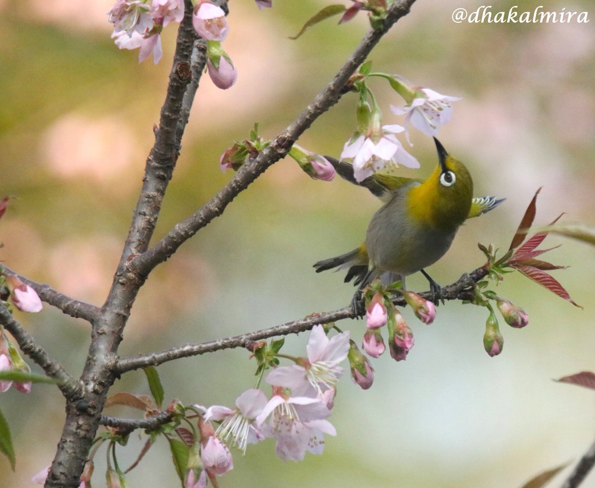 dhakalmira's tweet photo. Himalayan Cherry blossoms and Oriental white eye are the perfect combination. #TheJoyOfSmallThings #CherryTree कांकिर #OrientalWhiteEye #Birdwatching #Birding https://t.co/qvdemAuyfm