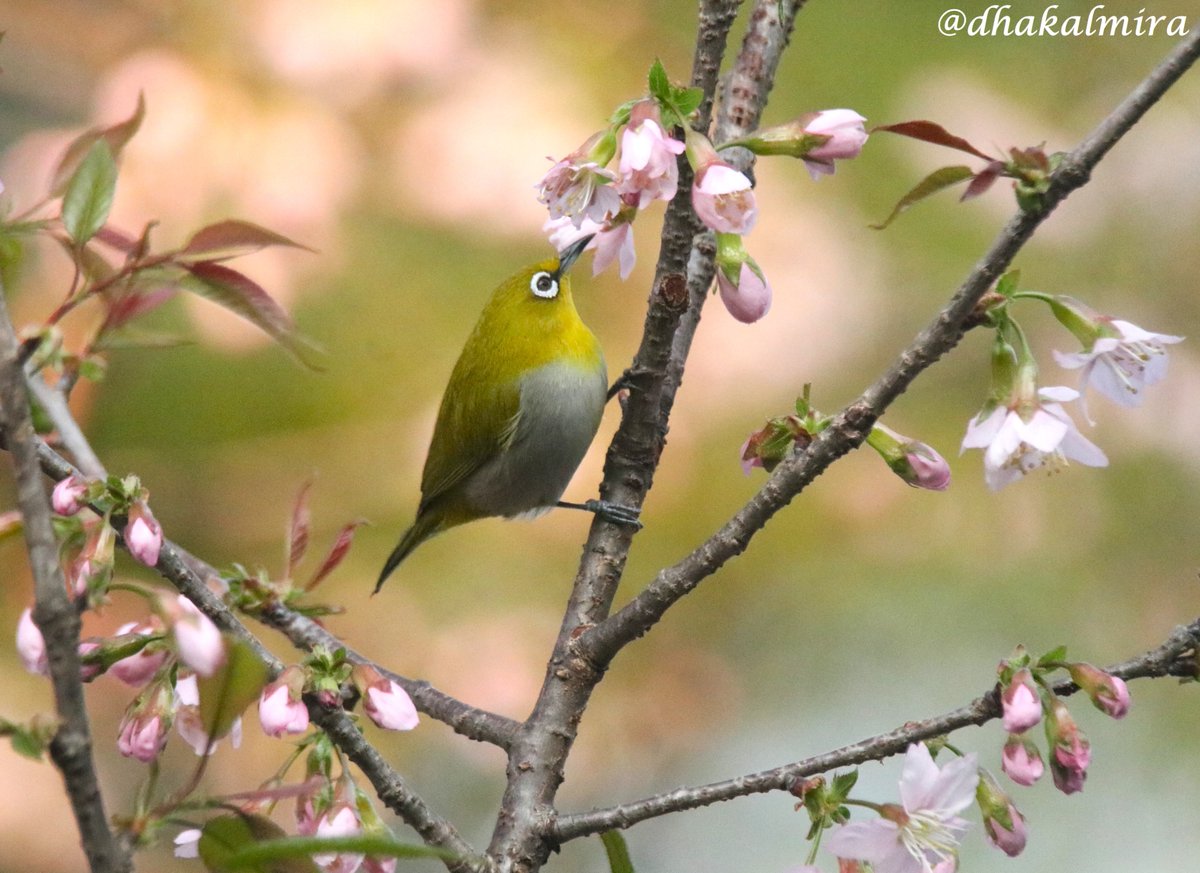 dhakalmira's tweet photo. Himalayan Cherry blossoms and Oriental white eye are the perfect combination. #TheJoyOfSmallThings #CherryTree कांकिर #OrientalWhiteEye #Birdwatching #Birding https://t.co/qvdemAuyfm