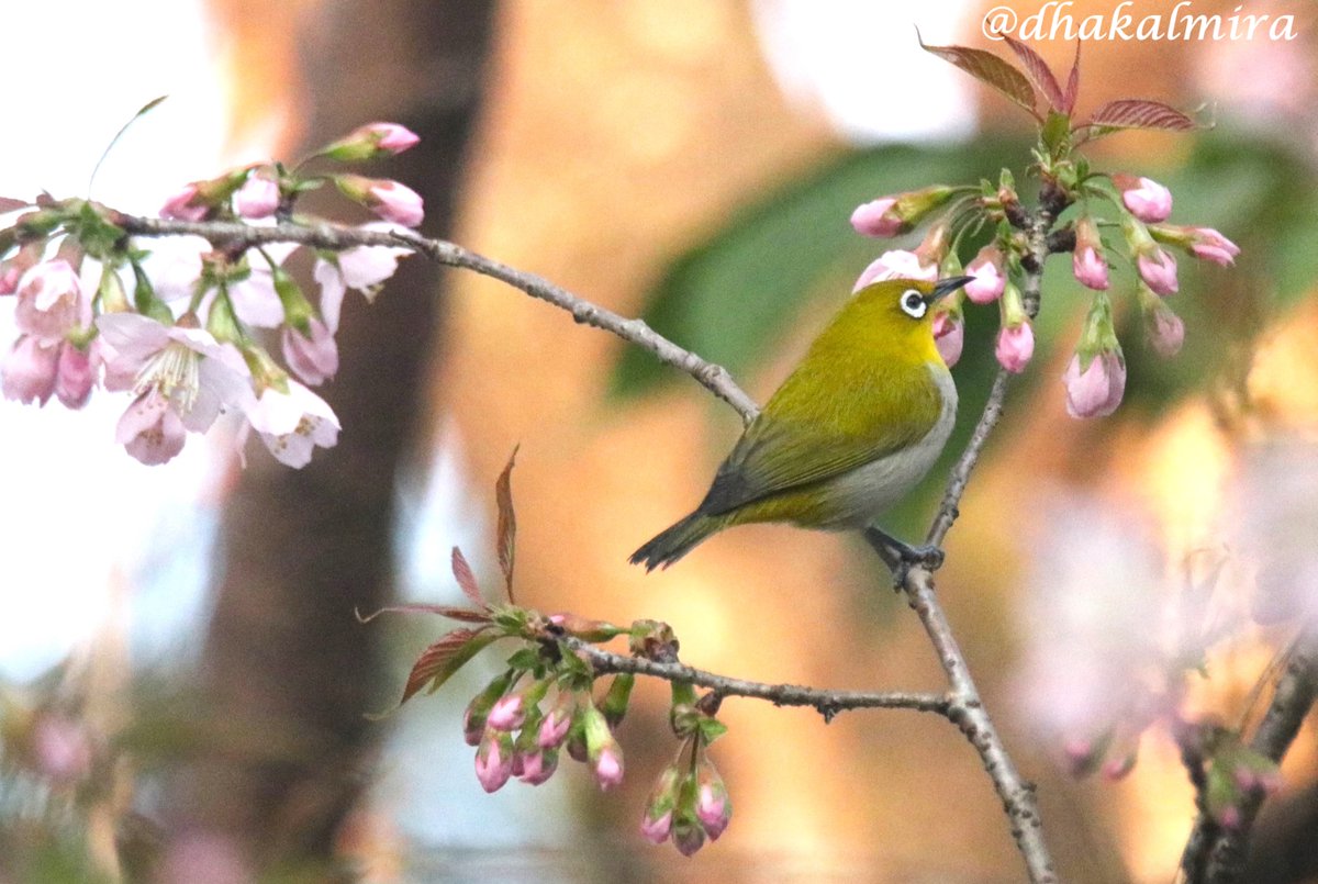 dhakalmira's tweet photo. Himalayan Cherry blossoms and Oriental white eye are the perfect combination. #TheJoyOfSmallThings #CherryTree कांकिर #OrientalWhiteEye #Birdwatching #Birding https://t.co/qvdemAuyfm