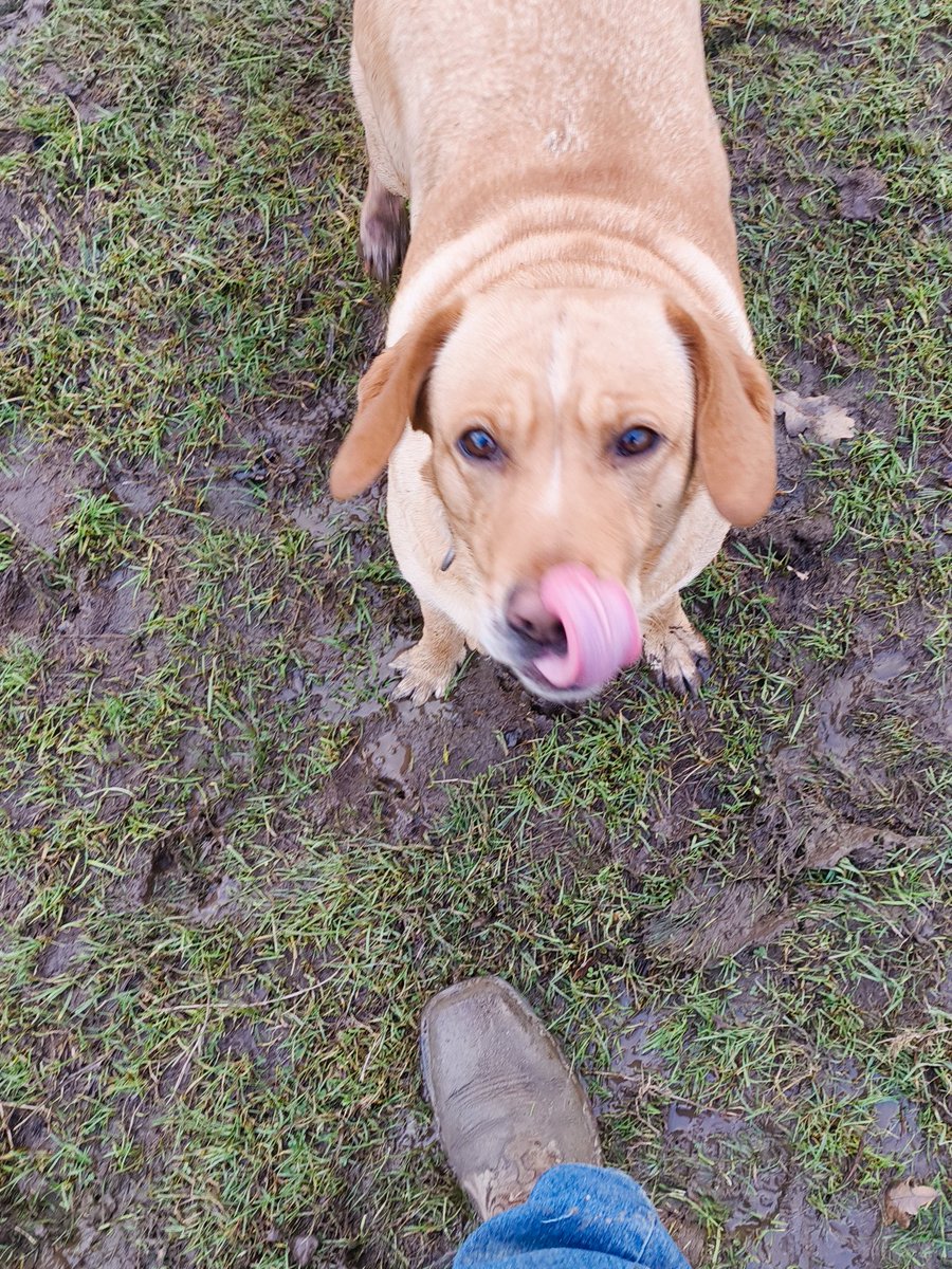 ADBdogwalks's tweet photo. Muddy woodland walk today and a swim in the stream.
Taking bookings for January onwards https://t.co/zDKS9tiMnH