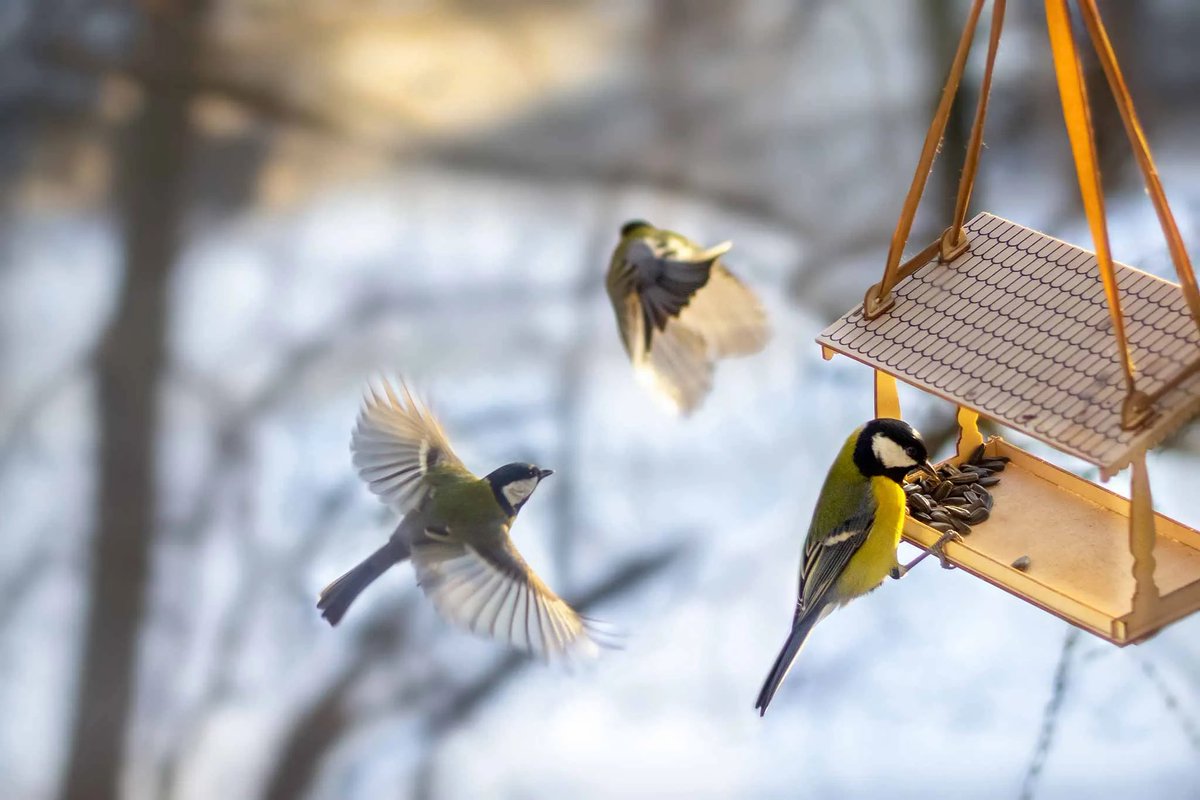 Muséum national d'Histoire naturelle (@le_museum) on Twitter photo 🐦⬛❄️ Aidez les #oiseaux à affronter le froid grâce à notre guide pour installer une mangeoire ou un nichoir 👉 mnhn.fr/fr/comment-fab…
🔎 Et contribuez davantage à leur préservation en recensant vos observations en direct sur l’application-jeu #BirdLab de <a href="/VigieNature/">Vigie-Nature</a> ! 🐦⬛❄️ Aidez les #oiseaux à affronter le froid grâce à notre guide pour installer une mangeoire ou un nichoir 👉 mnhn.fr/fr/comment-fab…
🔎 Et contribuez davantage à leur préservation en recensant vos observations en direct sur l’application-jeu #BirdLab de <a href="/VigieNature/">Vigie-Nature</a> !